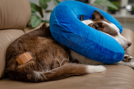 沙发上可爱的博德牧羊犬，身穿蓝色充气项圈