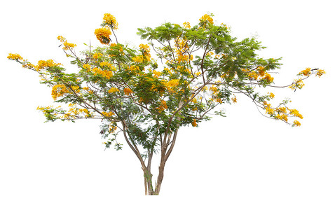树子摄影照片_决明子瘘树或泰国金雨国树。