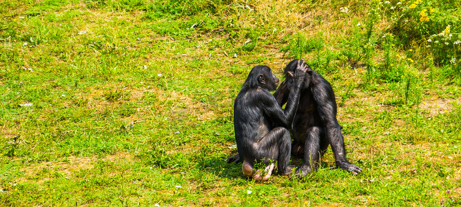 倭黑猩猩夫妇美容、人类猿、侏儒黑猩猩、社会灵长类动物行为、来自非洲的濒危动物物种