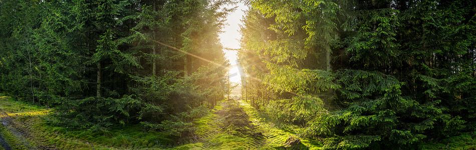 全景森林摄影照片_与阳光的绿色森林全景风景