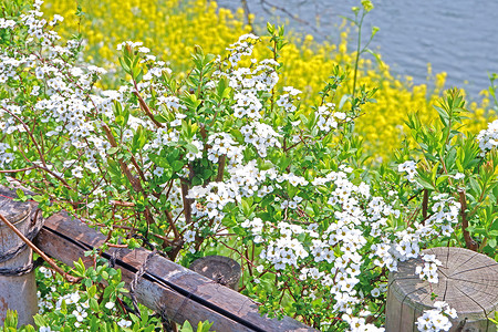 日本自然路边开花的野花、眼镜和河流