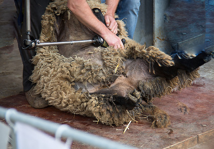 绵羊在农场被剪毛