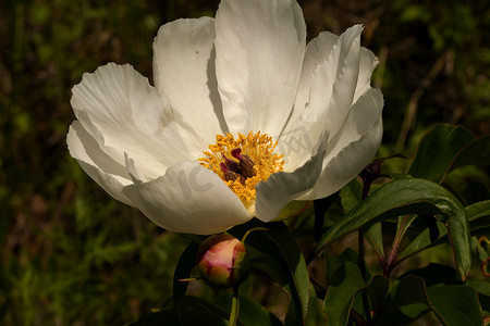 花坛中的白牡丹花