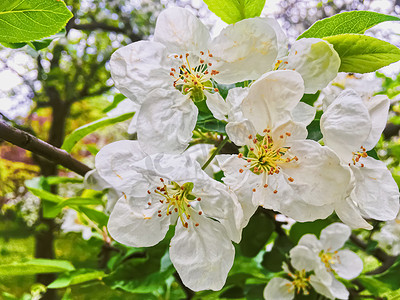 树叶春摄影照片_春天花园中盛开的苹果树花作为美丽的自然景观、种植园和农业