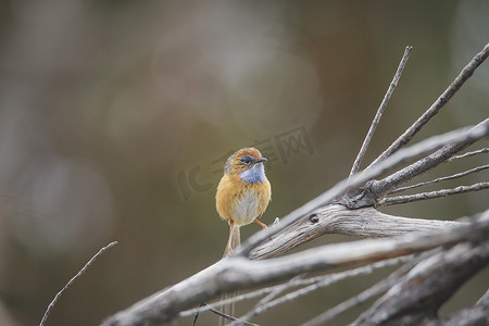 澳大利亚新南威尔士州阿勒达拉的南鸸鹋 (Stipiturus malachurus)