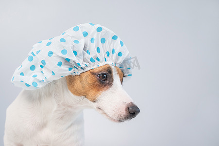有趣友好的狗杰克罗素梗犬在白色背景上戴着浴帽用泡沫洗澡。