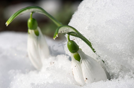 雪中​​的雪莲花