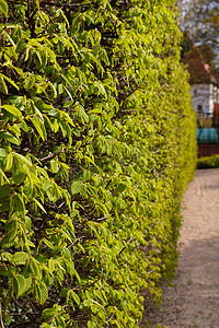 新鲜嫩叶摄影照片_城市街道或公园里美丽的绿色灌木，长着嫩叶。