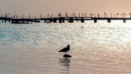背景中海中石头上一只鸟的轮廓