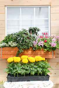 万寿菊黄色（Tagetes erecta，墨西哥万寿菊）