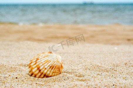 石英砂摄影照片_石英砂中明亮的条纹海壳与蓝水 a