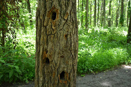 树干树皮上有动物的洞