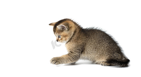 可爱的小猫苏格兰金吉拉纯种