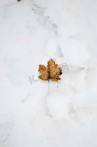 秋天的枫叶躺在雪地里