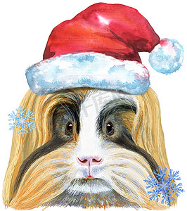 冬天水彩摄影照片_白色背景圣诞老人帽谢尔蒂豚鼠的水彩肖像