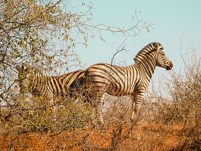 马黑白摄影照片_两只斑马背靠背站在稀疏的非洲灌木丛中