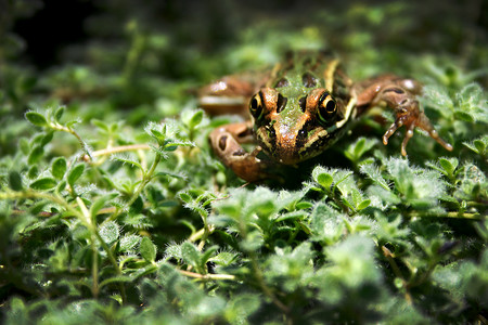 一只棕色、黑色和绿色的青蛙试图将自己隐藏在茂密的绿色树叶中