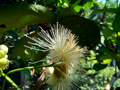 yzygium aqueum（水玫瑰苹果、水苹果、铃果）花与自然背景。