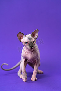 加拿大猫的肖像，颜色为蓝色水貂和白色，蓝眼睛在紫色背景上行走