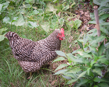 母鸡下蛋摄影照片_浅自由度自由放养马兰斯在美国德克萨斯州达拉斯附近的有机菜园饲养下蛋母鸡