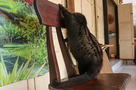 一只黑色的大公棕果子狸爬上一张木椅。 