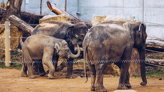 印度大象家庭在布拉格动物园的。