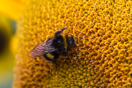 向日葵植物上蜜蜂的详细图像