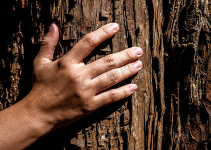 森林大摄影照片_在森林里用阳光触摸树干的手的特写镜头。