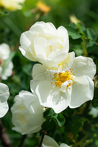 开花的白色玫瑰果春天
