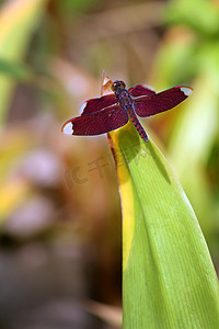 红色蜻蜓摄影照片_翅膀上有图案的蜻蜓坐在离别的尽头