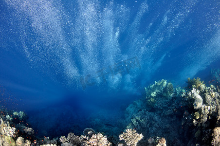 在珊瑚背景上培养水下气泡