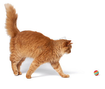 成年蓬松的红猫在白色背景上玩红球