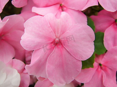 粉红色的凤仙花，学名 Impatiens walleriana flowers als