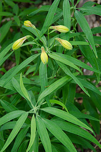 秘鲁百合 Alstroemeria aurea 闭花。