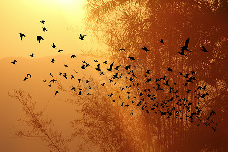 山上的日落时间和竹树上的鸟