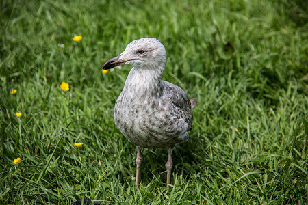 湖鸟坐在草地上