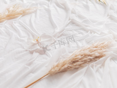 白色织物上的蝴蝶兰和 Cortaderia selloana（潘帕斯草）。用鲜花和折叠纺织品的优美背景。