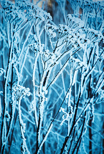 下雪植物摄影照片_冻雪中干燥的植物群