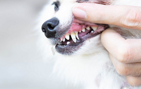 带有牙垢的博美犬牙齿特写，宠物保健骗局