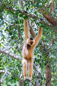 白长臂猿可爱的猴子抱着挂在树上