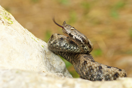 石头上的鼻角毒蛇