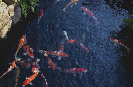 黄色动物摄影照片_漂亮的鲤鱼或锦鲤在日本花园的池塘里游泳