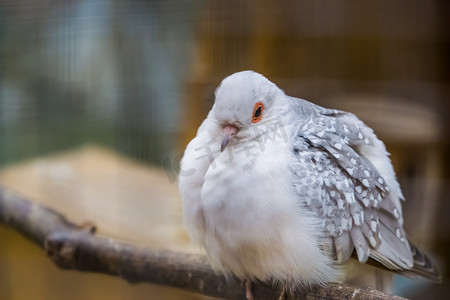 地球白鸽摄影照片_白色钻石鸽特写，颜色突变，澳大利亚流行的热带鸟类