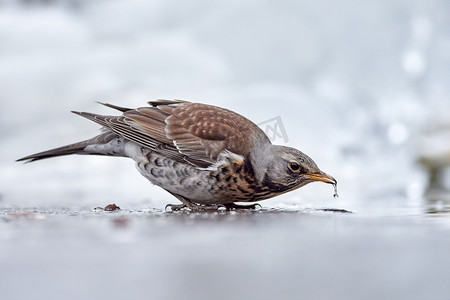 冬天从开阔水域的浅水池喝水的雪原野兔 (Turdus pilaris)。