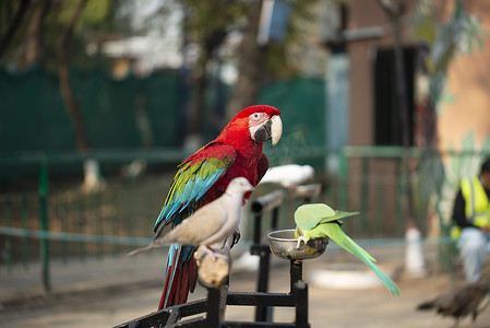 动物园吃坚果的彩色猩红金刚鹦鹉与绿鹦鹉和鸽子的肖像