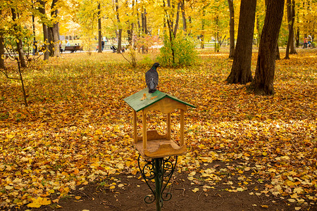 秋季公园的城市鸽子坐在喂鸟器上