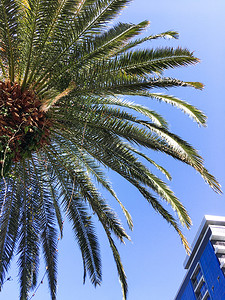 在清澈的蓝天背景下，棕榈树叶子和公寓楼的底部视图。