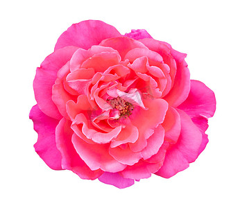 甜美金克丝摄影照片_孤立在白色背景上的美丽甜美的粉红色玫瑰花，l