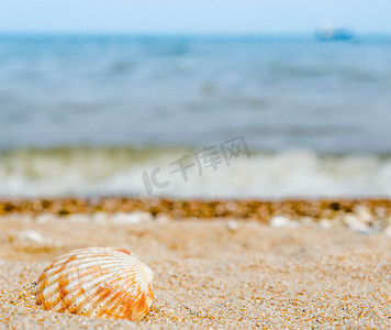 石英砂中明亮的条纹贝壳与蔚蓝的大海相映成趣