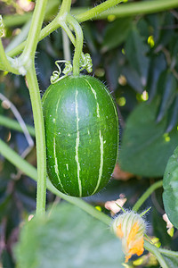 西葫芦亚种 andreana，原产于南美洲的不可食用的野南瓜